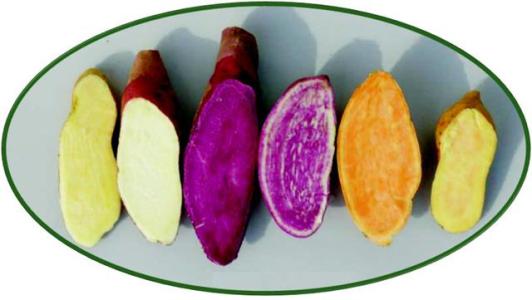 红薯紫薯白薯，你更喜欢吃哪种？营养价值各不同！