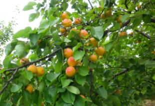 你了解杏子这种药材吗?杏子的功效和作用!