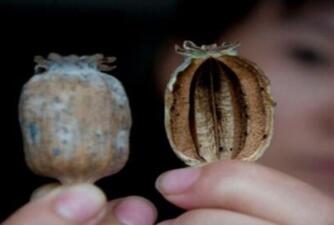 罂粟壳的功效有哪些?在什么情况喜什么时候可以使用?