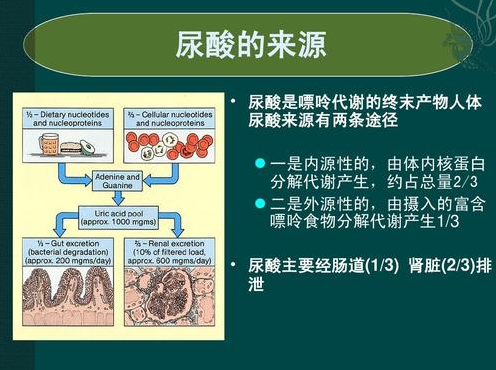 程本维主任科普|痛风的症状你了解多少?